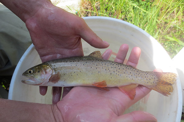 thumb-teton-river-trout - Friends of the Teton River